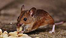 24 Hour & Emergency Exterminators in Pike, PA